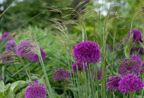 Allium giganteum purple flower heads growing amongst oriental grasses at Trentham Estate, Stoke on Trent, UK. They bloom in early summer and make an architectural statement in the garden. photo