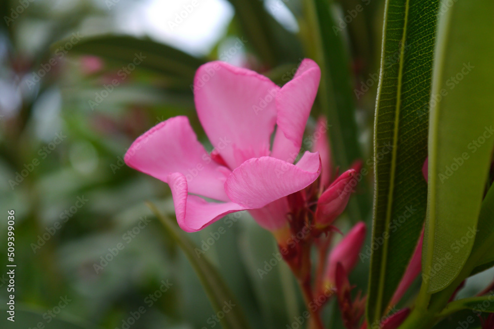Obraz premium Closeup of a pink oleander flower