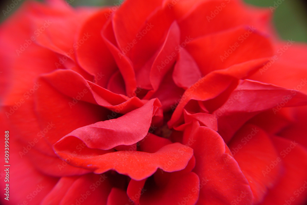 Closeup of a red rose flower Closeup of a red rose flower
