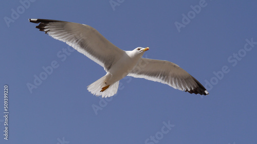 A seagull flying up in the sky 