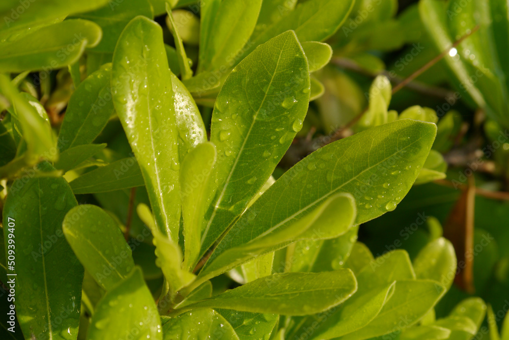 Closeup of green leaves of bearberry Closeup of green leaves of bearberry