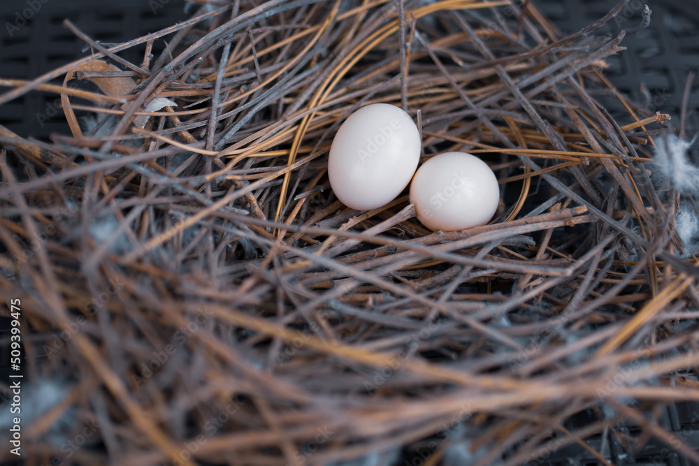 eggs in the nest eggs in the nest