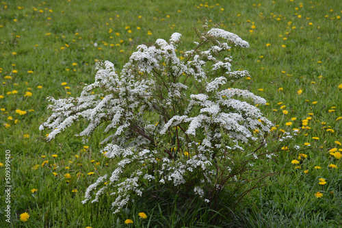 A small bush full of white flowers