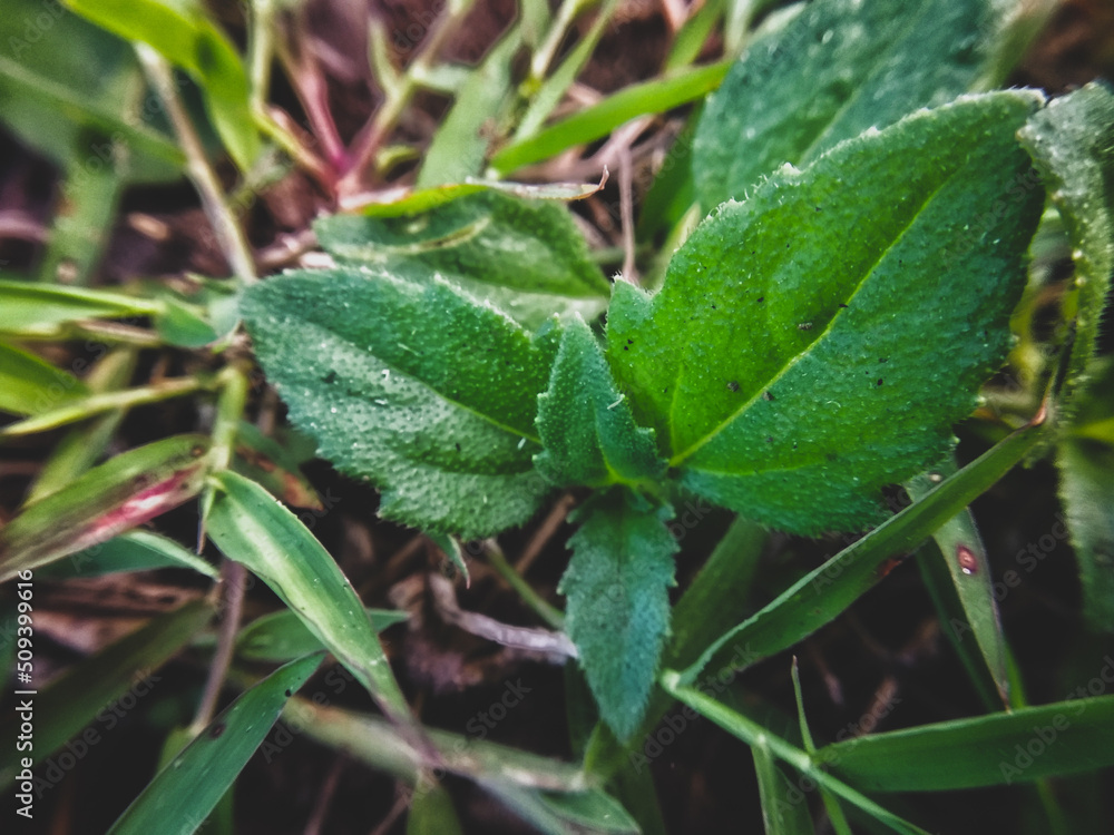 grasshopper in the grass