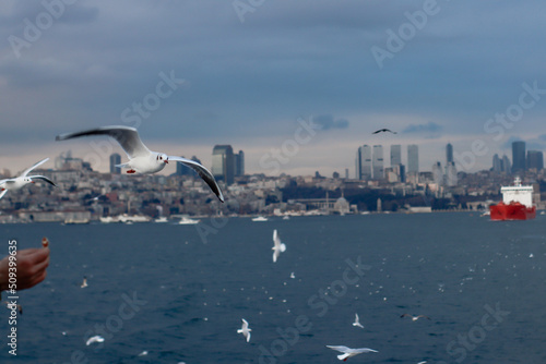 Pigeons flying with wings wide open and Istanbul, Turkey in the background