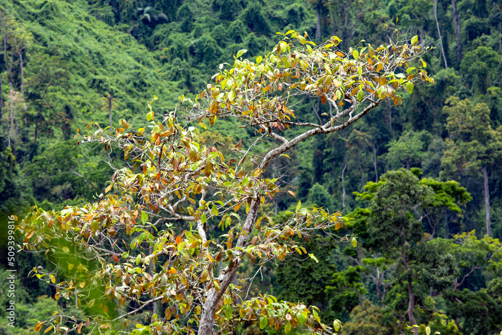 The jungle at Dong Giang district, Quang Nam province, Vietnam