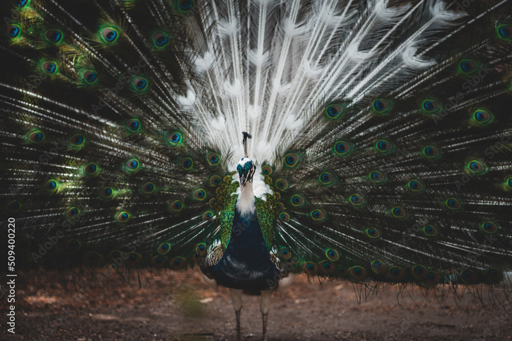 Obraz premium Tier Portrait von einem Vogelstrauß mit Federkleid 