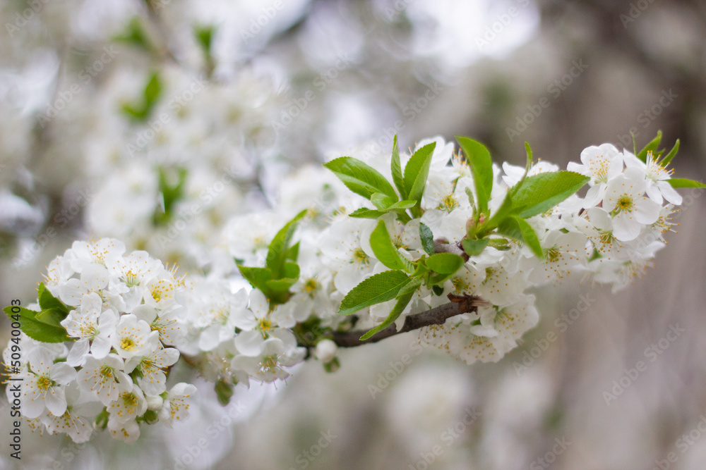 Fototapeta premium flowering tree, white flowers on the tree