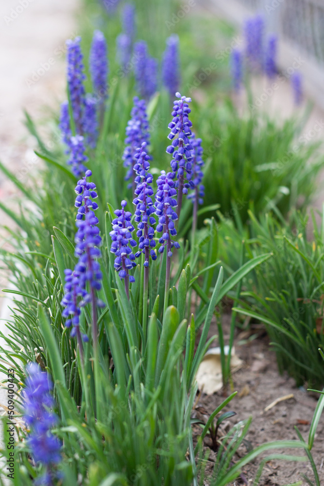 Obraz premium flowers in the garden