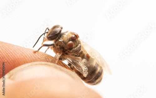 Dead bee infected with varroa mite in beekeeper's hand, close-up selective focus.