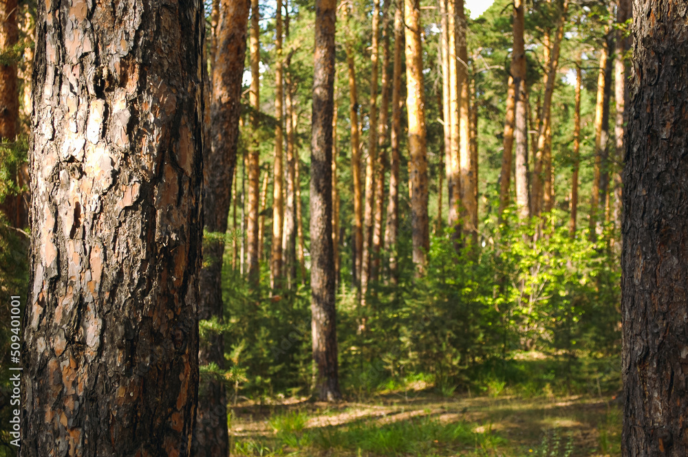 Naklejka premium The bark of a pine tree close-up lit by the sun against the background of other pine trunks and a green pine forest