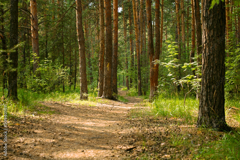 The trail passes through a dense green thicket and pine trunks. One of the barrels has a yellow mark with the number one