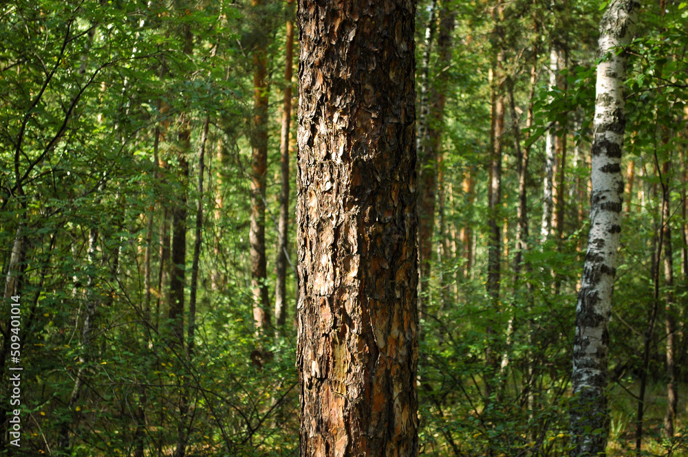 The trunk of a large pine tree and its bark close-up, illuminated by sunlight against the backdrop of a green forest The trunk of a large pine tree and its bark close-up, illuminated by sunlight against the backdrop of a green forest