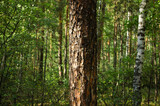 The trunk of a large pine tree and its bark close-up, illuminated by sunlight against the backdrop of a green forest