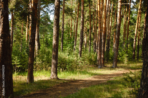 Trunks of pine trees and a hiking trail next to them are illuminated by the light of the sun in a green coniferous forest