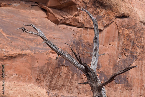 Dry dead tree on the Devil's Garden trail between orange sandstone rock formations of Arched National Park, Utah, USA. Hot climate in the American southwest. Hiking in Utah desert