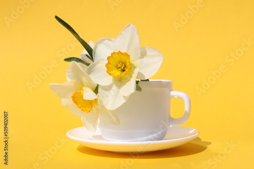 Fototapeta Naklejka Na Ścianę i Meble -  Three narcissus flowers stand in a white cup.