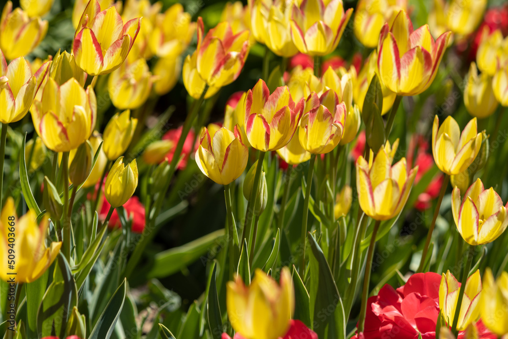 Obraz premium Sunrise Tulips