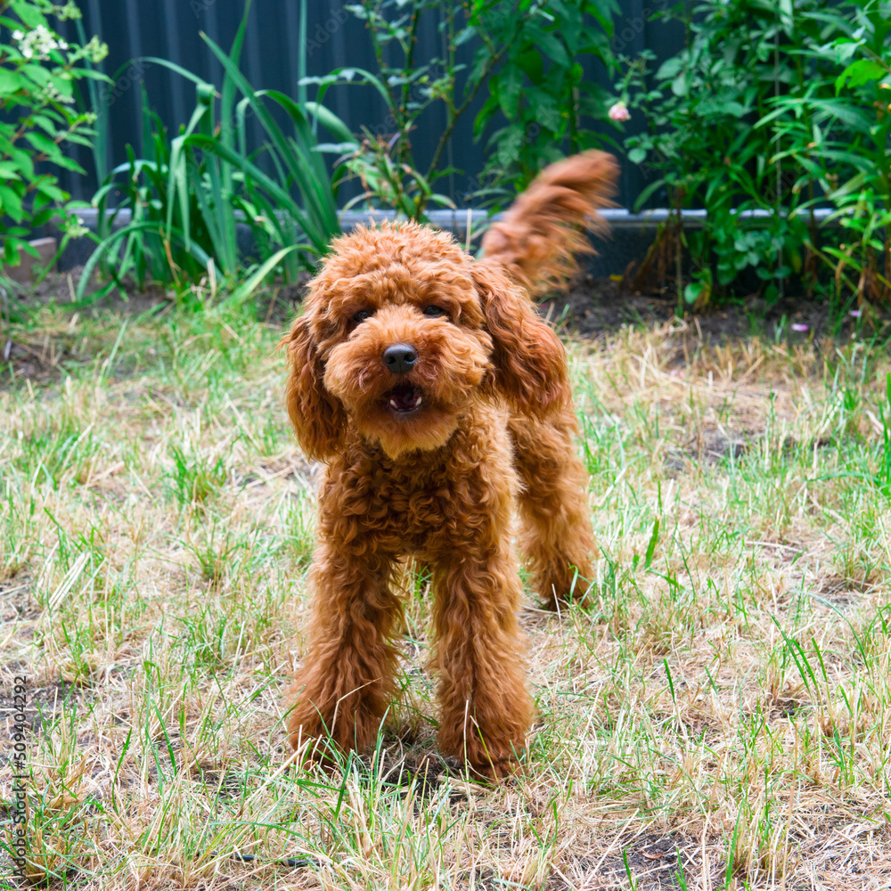 Miniature red poodle on the garden. Miniature red poodle on the garden.
