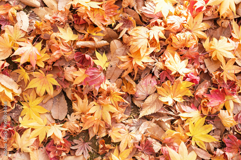 Colorful maple leaves close up top view, autumn background.