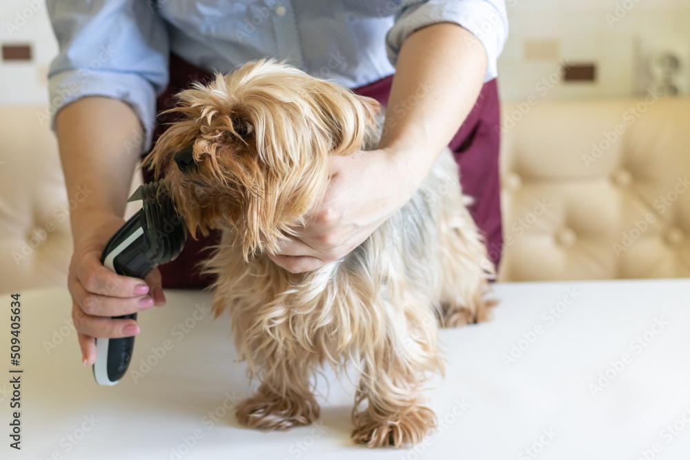a Yorkshire terrier gets a haircut from a groomer.Haircut of long-haired dogs a Yorkshire terrier gets a haircut from a groomer.Haircut of long-haired dogs