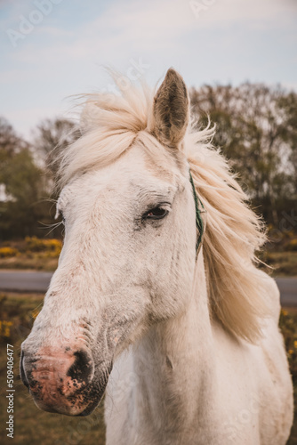 Portrait of wild white horse