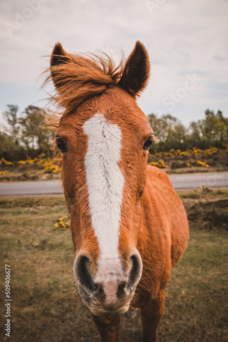 Beautiful red horse portrait onnature photo