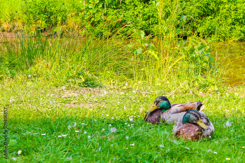 Male female mallard ducks on green grass natural background Germany.