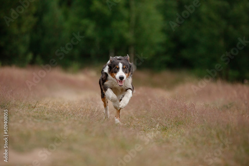 dog runs in the grass, field. Active pet outdoor. Smart Border collie in nature