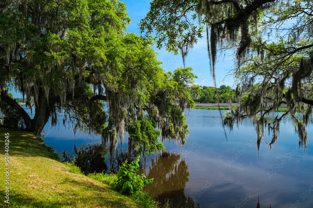 Fototapeta premium Beautiful nature preserve in Charleston, South Carolina