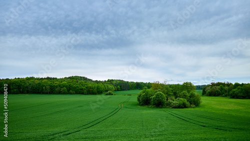 A luscious green spring field. On the horizon lush forests under a blue sky. A green island of trees in the middle of the field.