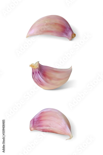 Clove of garlic. Isolated vector illustration