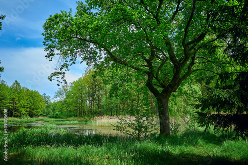 A single spreading oak grows on the bank of a shallow pond  located in the middle of a spring forest under a serene blue sky.