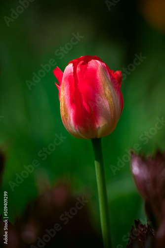 Pojedynczy czerwony tulipan na zielonym tle