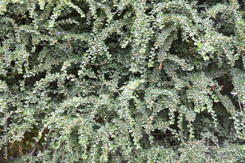 Cotoneaster horizontalis  photo