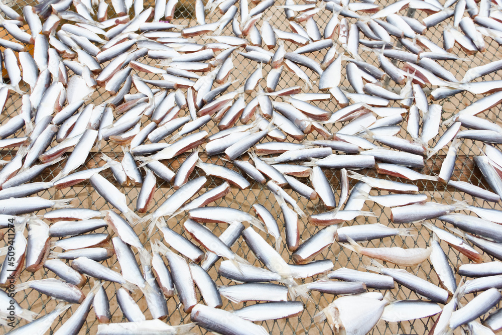 Many small sea fishes are dried.