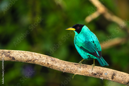 Green Honeycreeper Tanager © Diego_Camargo_Photo