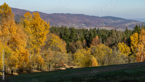 Autumn colors in mountain forests - Gorce Mountains 