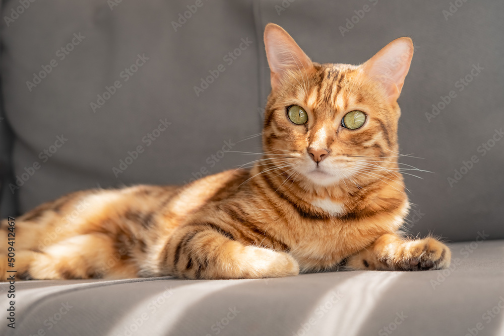 Golden Bengal cat lies on a gray sofa. Golden Bengal cat lies on a gray sofa.