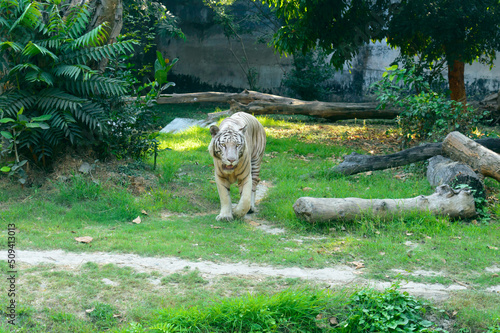 Photography A Bengal Tiger (Panthera tigris tigris) in a zoo