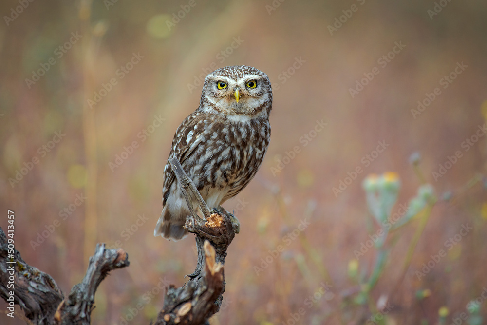 custom made wallpaper toronto digitallittle owl perched on a log, with out of focus background and plants