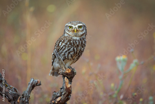 little owl perched on a log, with out of focus background and plants