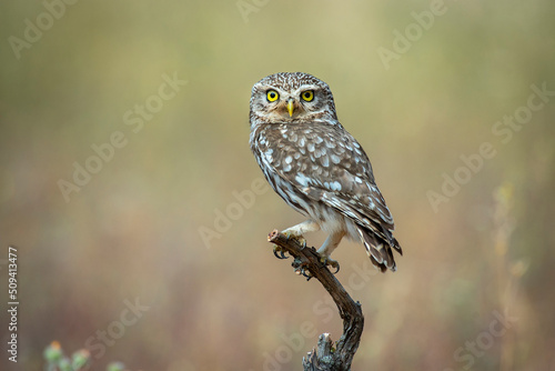 little owl perched on a log, with out of focus background and plants