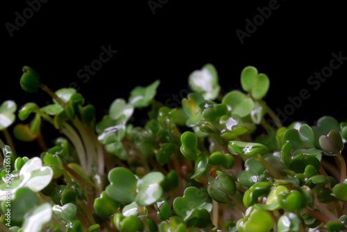 Arugula sprouts four days after sowing seeds in a nutrient medium. Germination of plant seeds. Hydroponics. Black background. Selective focus.