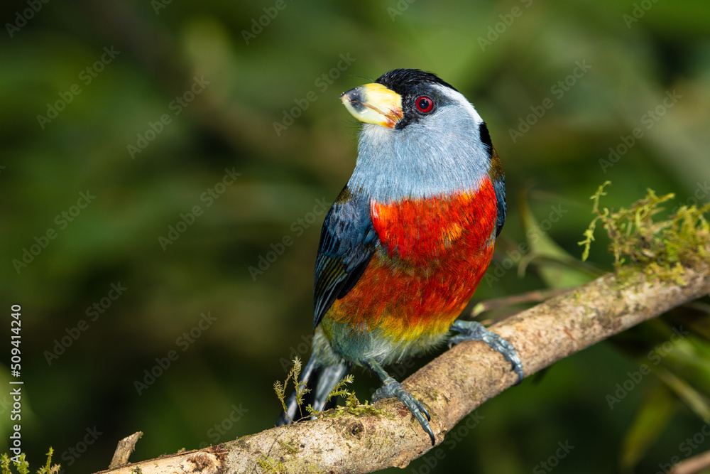 Toucan Barbet