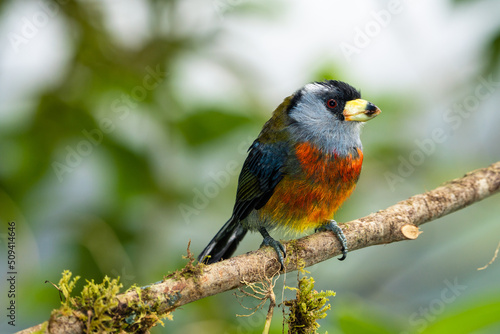 Toucan Barbet