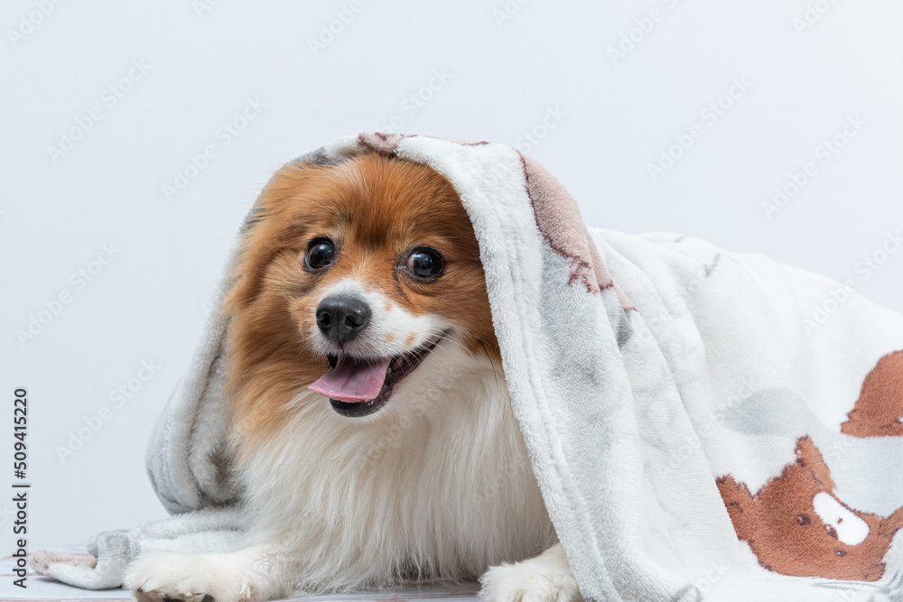 cachorro com cobertor em cima - obrazy, fototapety, plakaty 