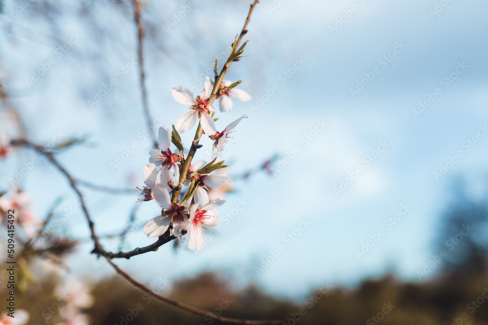 Tree branch with flowers close-up Tree branch with flowers close-up