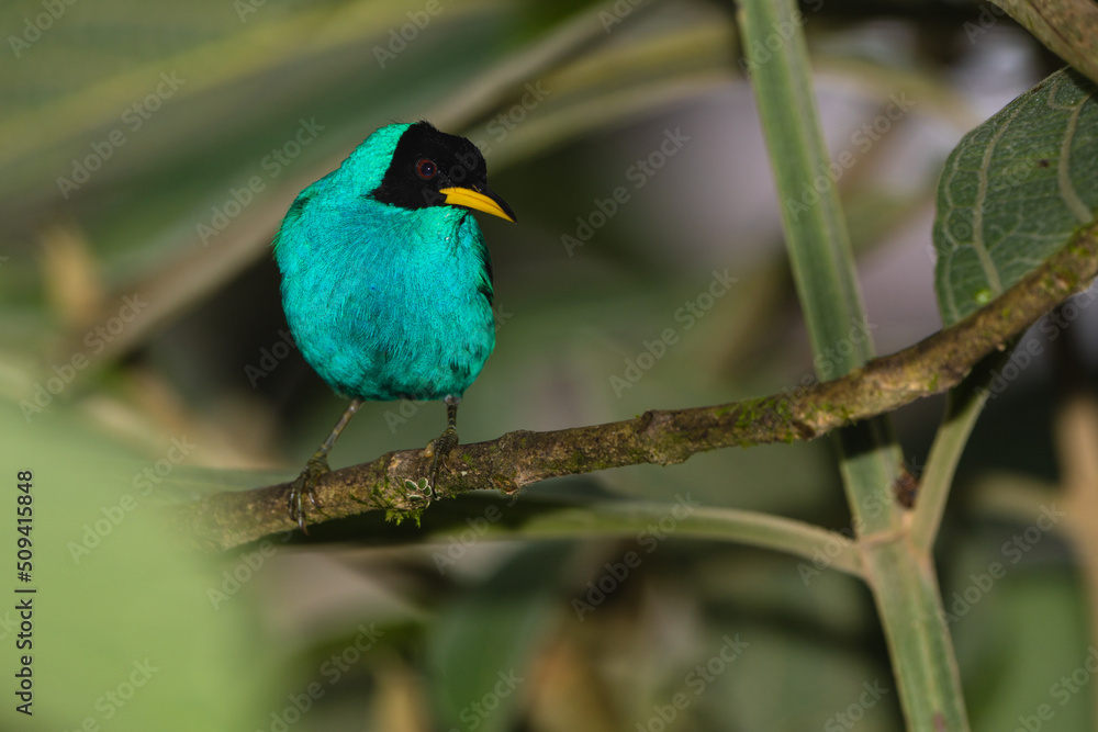 Toucan Barbet