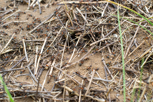 Anthill close-up